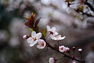 《热血少女Zero》2月14日登陆NS 其他平台春季推出